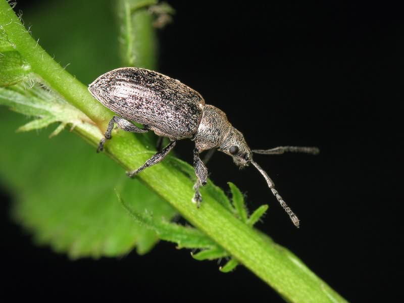 Phyllobius pyri (Linnaeus, 1758)